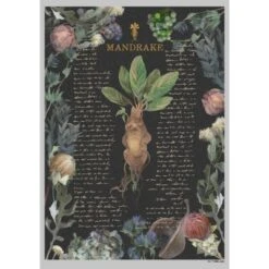 Junior's Harry Potter Mandrake Root Recipe T-Shirt